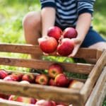 simple fall activities for kids apples